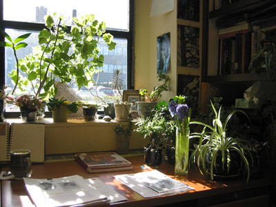 Welcome to my jungle